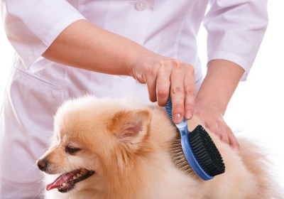 מסרקים לכלבים 