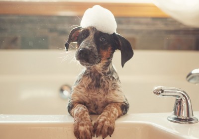 שמפו, קונדישינר וספא