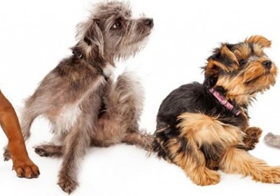 מוצרי הדברה לכלבים