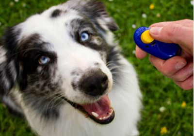 אביזרי אילוף לכלבים