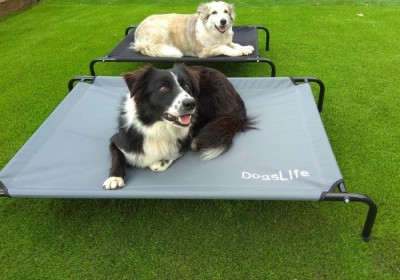 מיטות לכלבים 