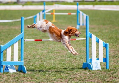 מתקני אג'ילטי מקצועיים לכלבים