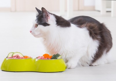 אביזרי היגיינה, חול וצעצועים לחתולים