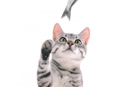 חטיפים לחתולים