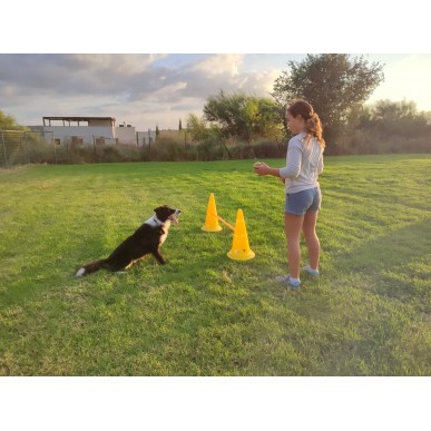 קונוסים עם מקלות לאימון, משחק ופיזיותרפיה