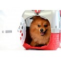 כלוב נשיאה לחתולים וכלבים קטנים (נתפס בחגורת הבטיחות של הרכב) מחיר החל מ - 